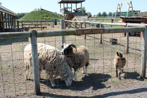 A fenced area with three sheep and a goat, with a sign reading "DO NOT CLIMB" in a farm setting.