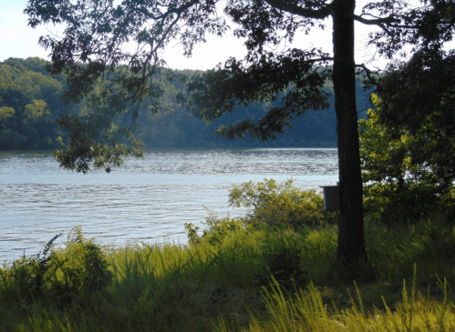 A serene river scene with trees and lush grass along the water's edge, reflecting soft sunlight.