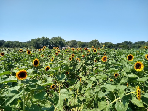 A vibrant field of sunflowers under a clear blue sky, surrounded by green trees in the background.