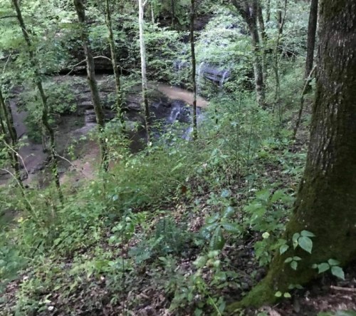 A serene forest scene with lush greenery and a small stream visible among the trees.