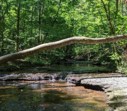 A serene forest scene featuring a creek with gentle waterfalls and a large tree branch arching over the water.
