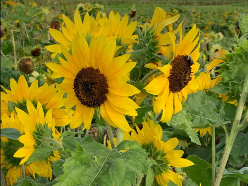 A close-up of vibrant sunflowers with yellow petals and dark centers, surrounded by green leaves and a bee.