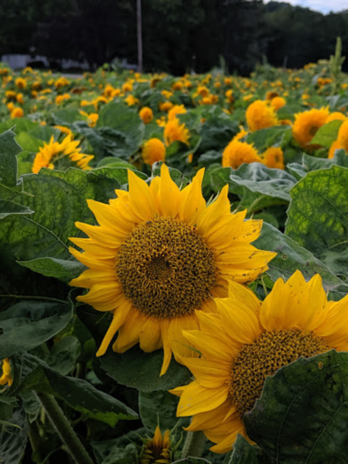 A vibrant field of sunflowers in full bloom, showcasing bright yellow petals and green leaves.