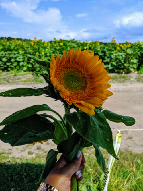 A person holds a vibrant sunflower against a backdrop of a sunflower field under a blue sky.