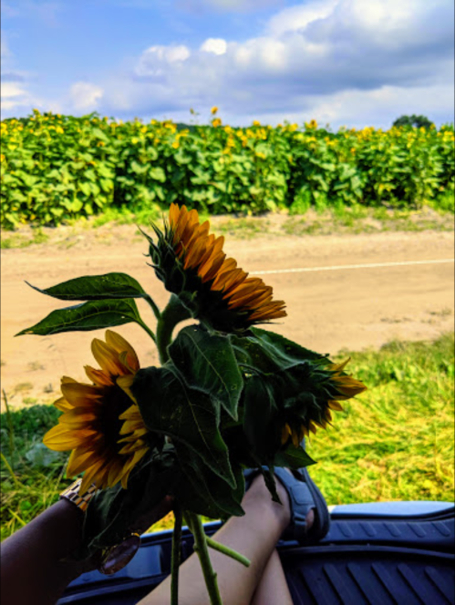 A person holds sunflowers while sitting in a field, with a blue sky and more sunflowers in the background.