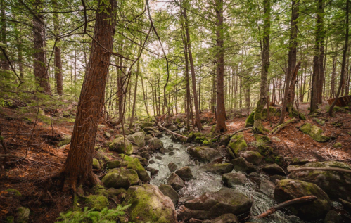 A serene forest scene with a flowing stream, surrounded by tall trees and moss-covered rocks.