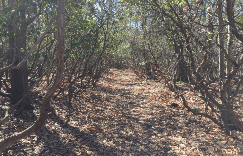 A narrow path winding through a dense forest with twisted branches and fallen leaves on the ground.