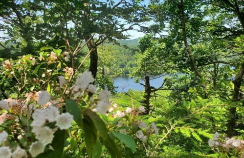 A serene view of a lake surrounded by lush greenery and blooming flowers in a forested area.