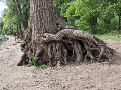 A large tree with gnarled roots extending over sandy soil near a riverbank, surrounded by greenery.