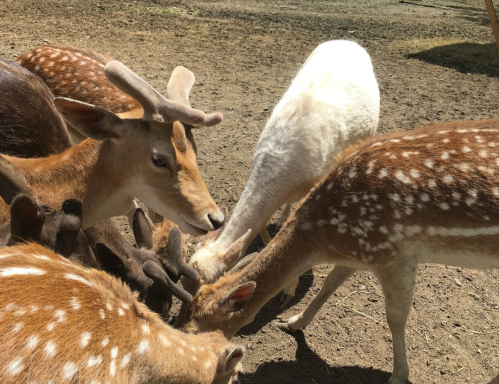 A group of deer, including a white one, foraging together on the ground in a sunny outdoor setting.