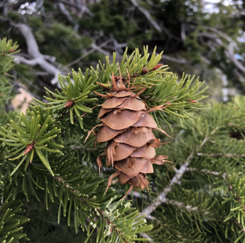 A close-up of a pine cone nestled among green pine needles on a tree branch.