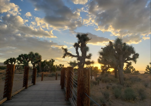 A wooden walkway leads through a desert landscape with Joshua trees under a colorful sunset and scattered clouds.