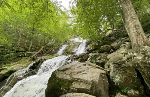 A serene waterfall cascades over rocks, surrounded by lush green trees and foliage.