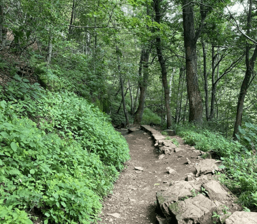 A winding dirt path through a lush green forest, lined with rocks and surrounded by trees.