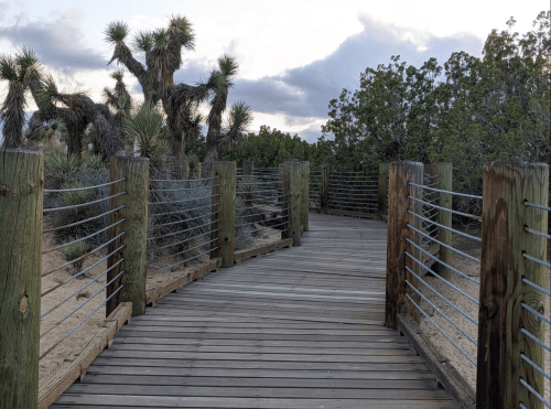 A wooden boardwalk winds through a desert landscape with Joshua trees and shrubs under a cloudy sky.