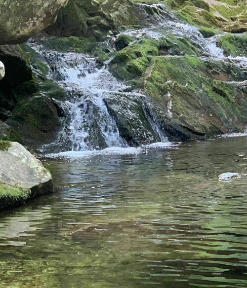 A serene stream flows over moss-covered rocks, reflecting the surrounding greenery in calm water.