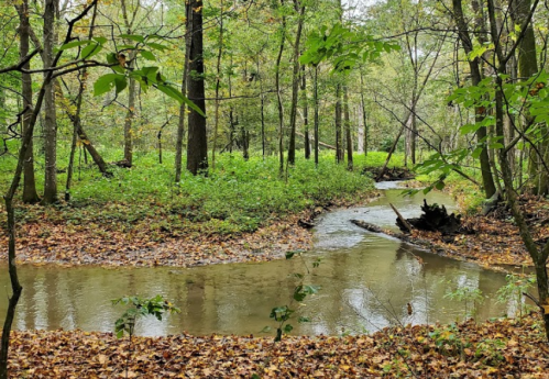 A serene forest scene with a winding creek surrounded by trees and fallen leaves in a lush green setting.