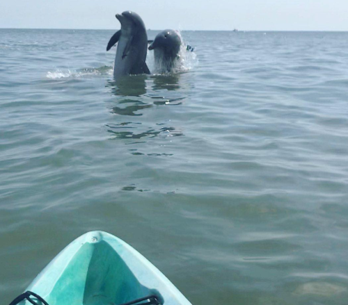 Two dolphins leap out of the water near a kayak, with a calm sea and distant horizon in the background.
