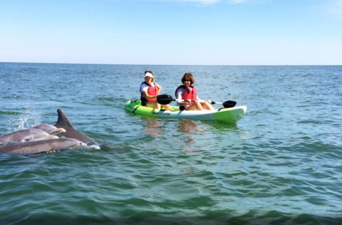 Two people in a kayak on the water, with dolphins swimming nearby under a clear blue sky.