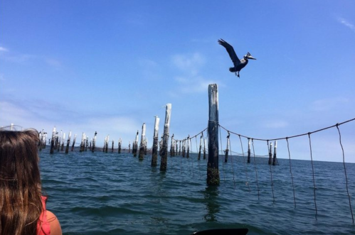 A person in a red shirt watches a pelican flying over water near old wooden posts and a fishing net.