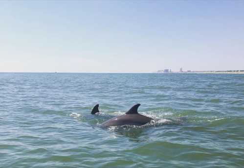 A dolphin swims in calm waters with a city skyline visible in the background under a clear blue sky.