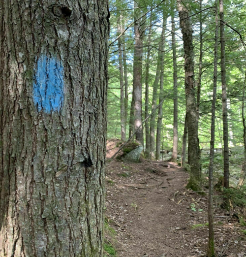 A blue trail marker on a tree beside a winding dirt path through a lush green forest.