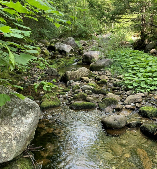 A serene stream flows through a rocky landscape, surrounded by lush greenery and moss-covered stones.