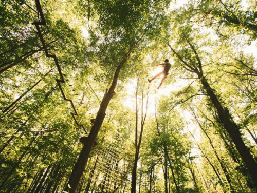 A person navigating a high ropes course among tall trees, with sunlight filtering through the leaves.