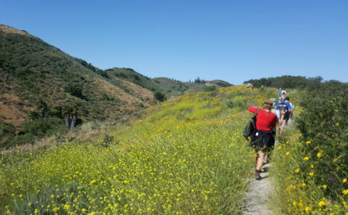 A group of hikers walking along a trail surrounded by vibrant yellow wildflowers and rolling green hills.