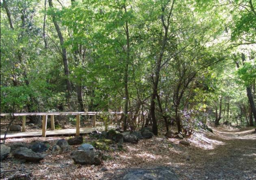 A serene forest path with lush green trees, a wooden bridge, and scattered rocks along the trail.