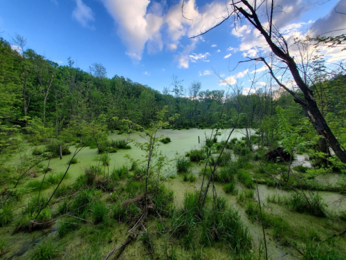 Lush green wetland with still water, surrounded by trees and a blue sky with scattered clouds.