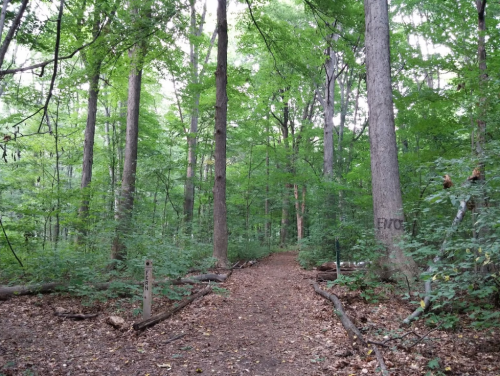 A serene forest path surrounded by tall trees and lush green foliage, with a dirt trail leading into the woods.