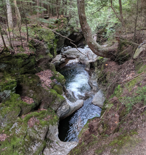 A serene forest scene featuring a winding river flowing through moss-covered rocks and lush greenery.