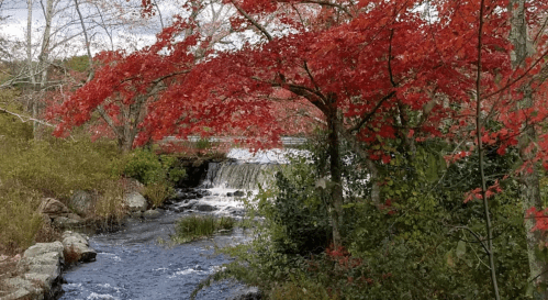 A serene scene of a waterfall surrounded by vibrant red autumn leaves and lush greenery.