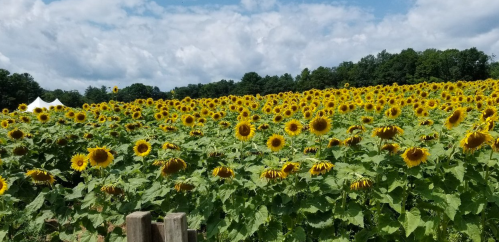 A vibrant field of sunflowers under a partly cloudy sky, with lush greenery in the background.