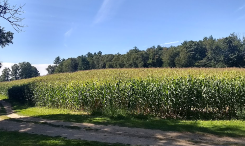 A lush cornfield stretches under a clear blue sky, bordered by trees and a dirt path.