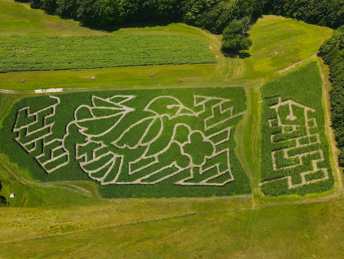 Aerial view of a corn maze featuring a bird and flower design, surrounded by green fields and trees.