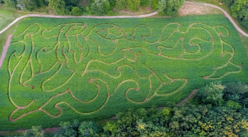 Aerial view of a large, intricate corn maze with winding paths surrounded by lush greenery.