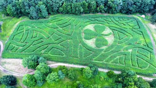 Aerial view of a large green maze with intricate patterns and a central four-leaf clover design surrounded by trees.