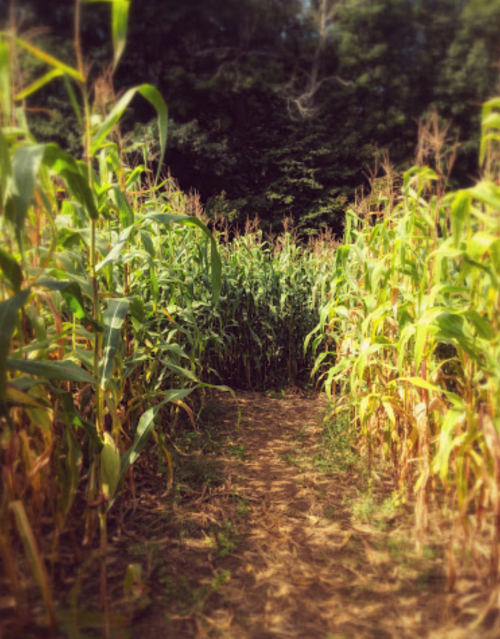 A narrow path through tall corn plants in a field, surrounded by green and yellow foliage.