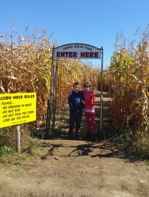 Two children stand at the entrance of a corn maze, with a sign that reads "Enter Here" and corn stalks surrounding them.