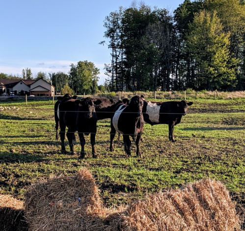A group of cows in a grassy field with trees and a house in the background, hay bales in the foreground.