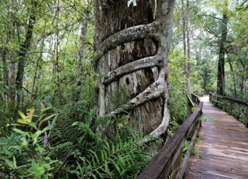 A large tree with a twisted trunk surrounded by lush greenery and a wooden walkway in a serene forest setting.