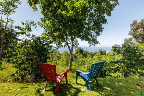 Two colorful chairs, one red and one blue, sit under a tree overlooking a lush green landscape and ocean view.