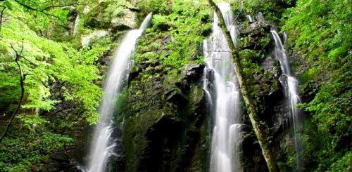 A lush green forest with a cascading waterfall flowing down rocky cliffs.