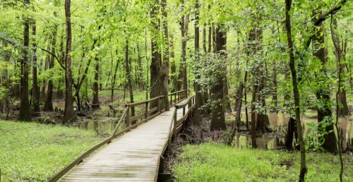 A wooden boardwalk winds through a lush green forest with tall trees and a calm, reflective waterway nearby.