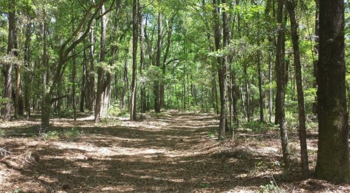 A serene forest path surrounded by tall trees and lush greenery, with sunlight filtering through the leaves.