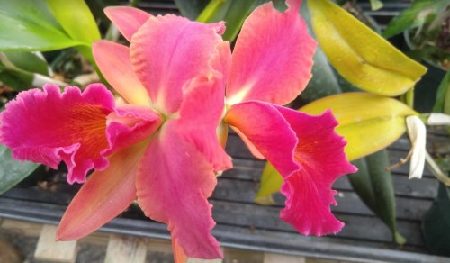 A vibrant pink orchid with ruffled petals, surrounded by green leaves.
