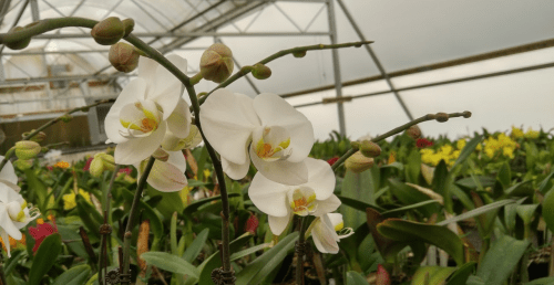 White orchids bloom in a greenhouse, surrounded by lush green leaves and colorful flowers in the background.