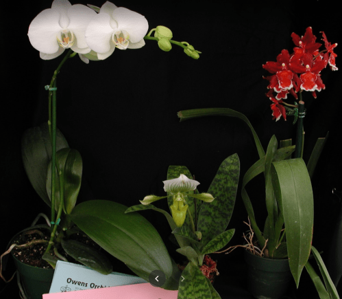 Three potted orchids: a white orchid, a red orchid, and a green orchid with patterned leaves, set against a dark background.